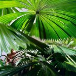 Hilton Cairns Courtyard Gardens